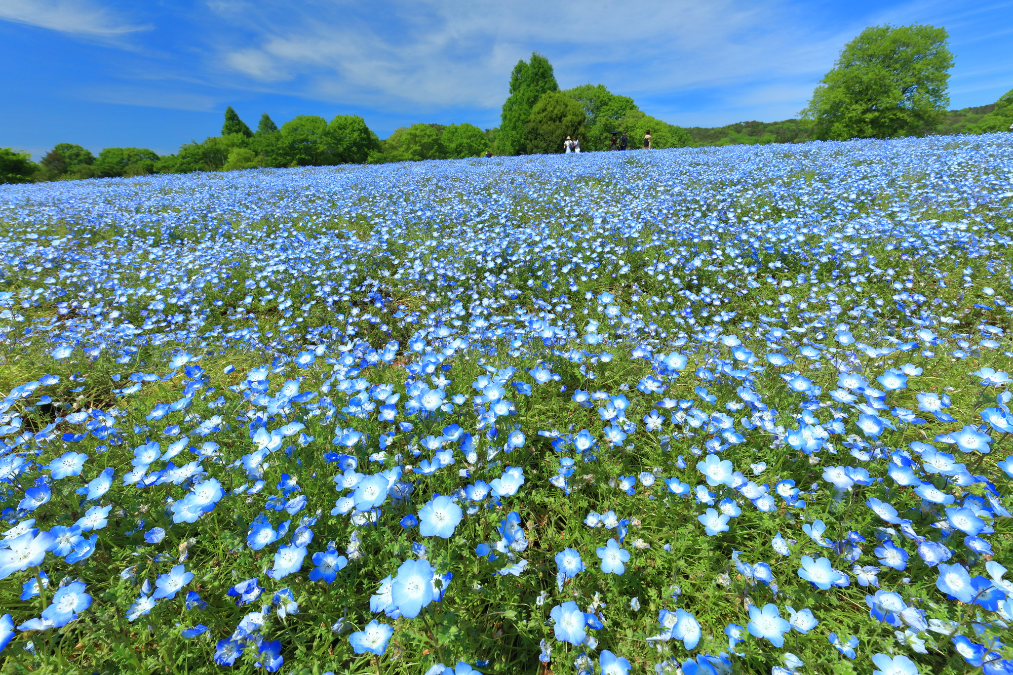 広島の花名所＆おしゃれ花屋決定版！世羅高原からギフト最新情報まで