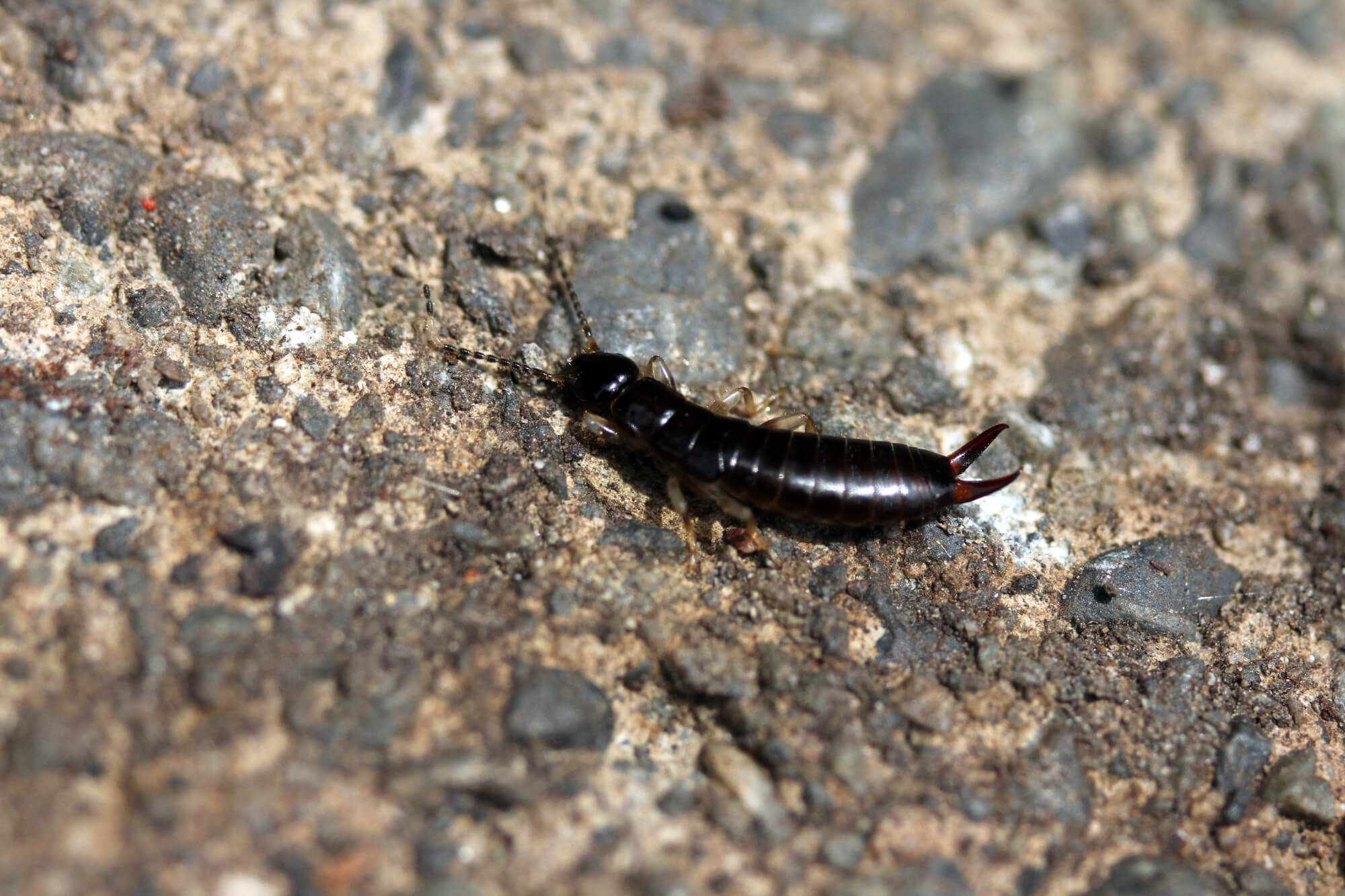 ハサミムシに似た虫の正体とは？危険な有毒害虫の見分け方と室内対策