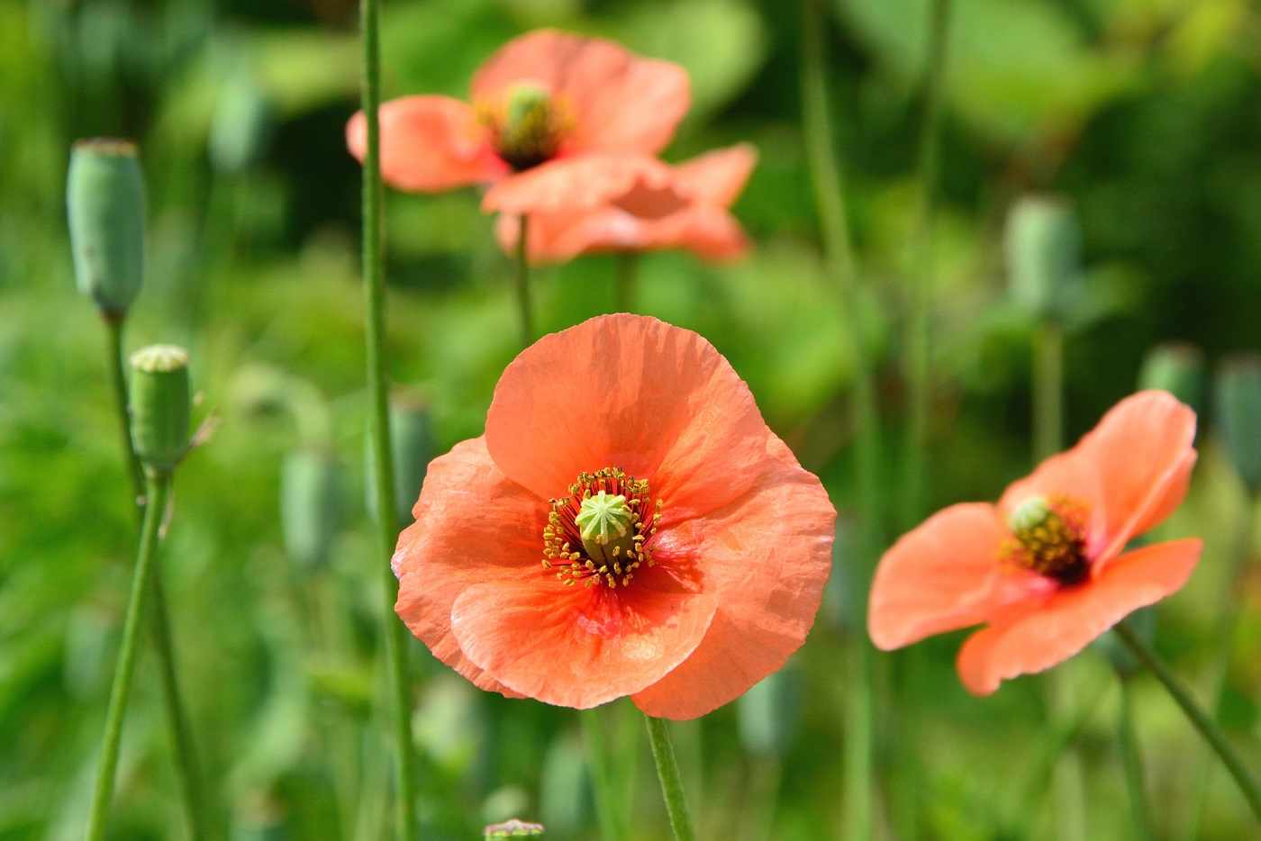 道端のオレンジの花が危険な理由！ナガミヒナゲシの毒性と正しい駆除法