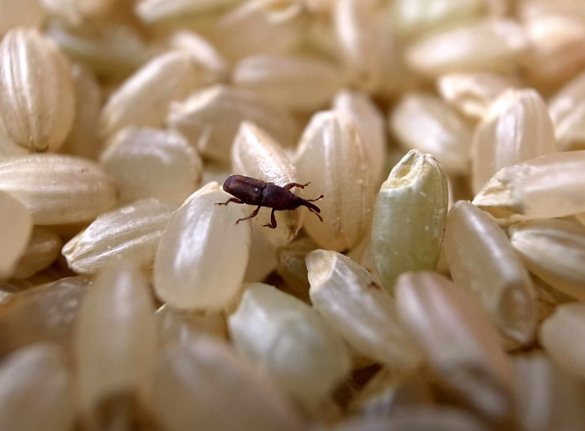 米の虫は食べても平気？発生原因の真相と2026年最新の完全駆除＆予防術