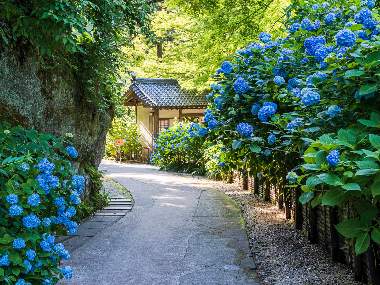 明月院の紫陽花2026見頃と混雑回避術！明月院ブルーと丸窓の絶景攻略法