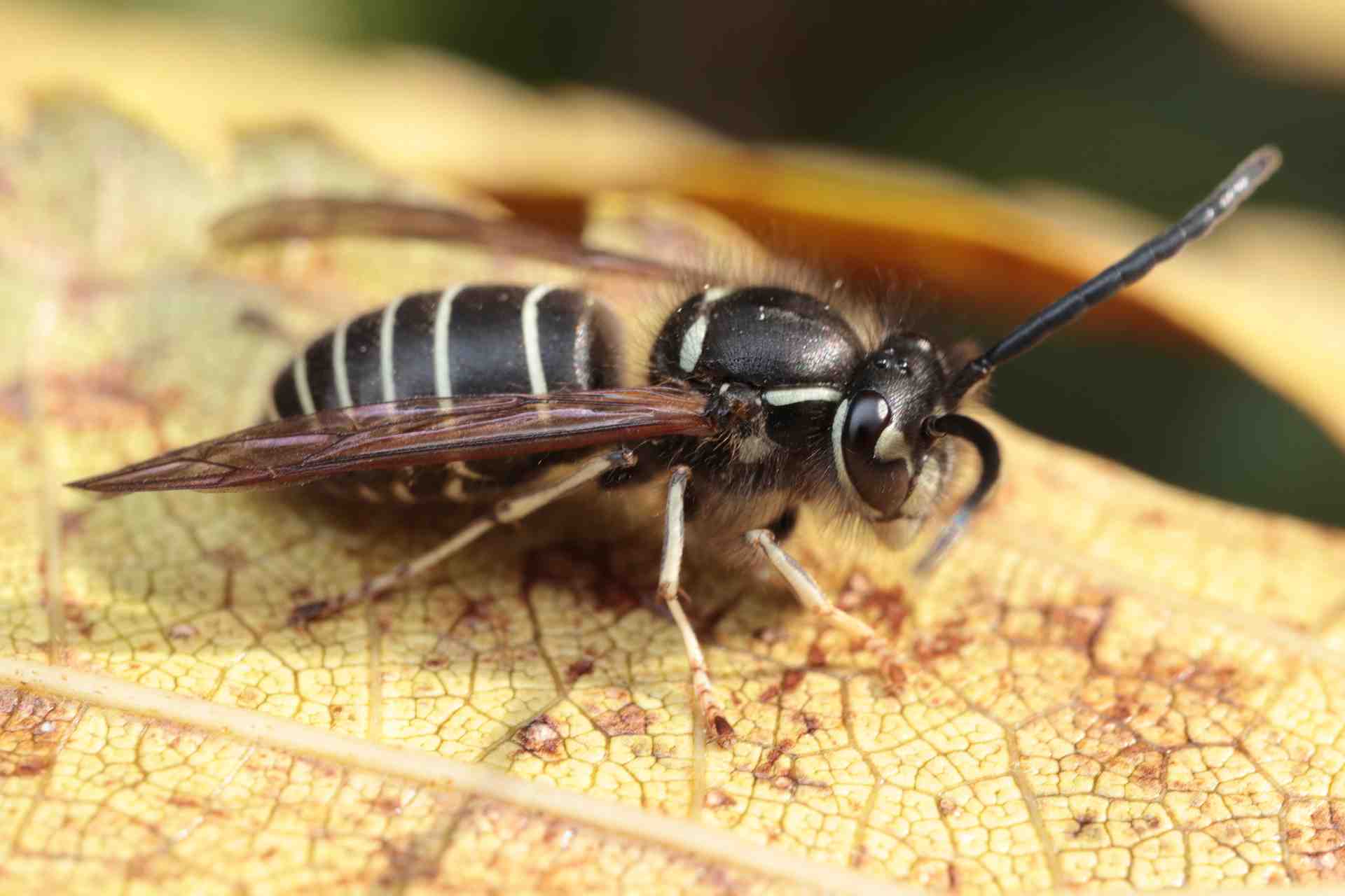 黒い蜂みたいな虫の正体と毒性は？見分け方と安全な駆除法【2026最新】