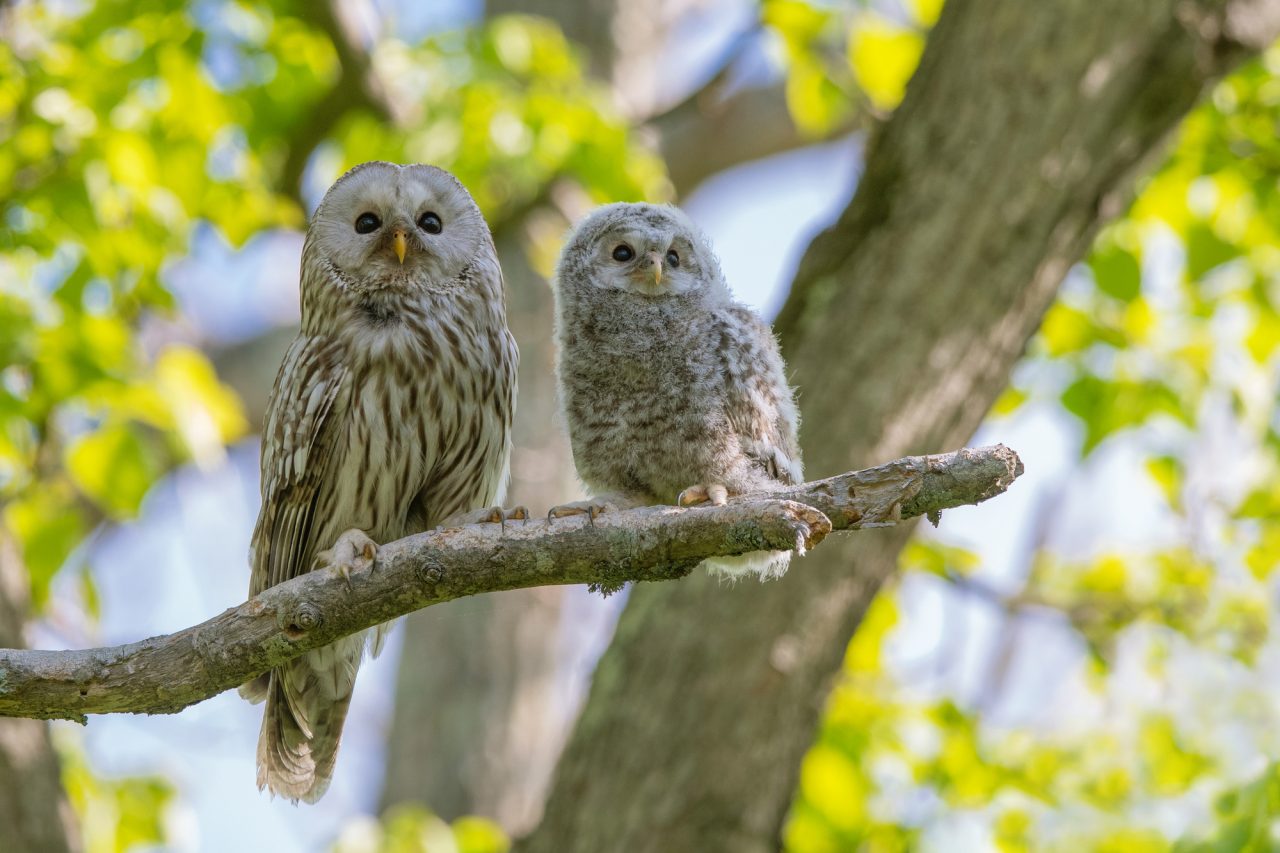 フクロウの英語はOwlだけ？ミミズクとの違いやスラング・発音を徹底解説