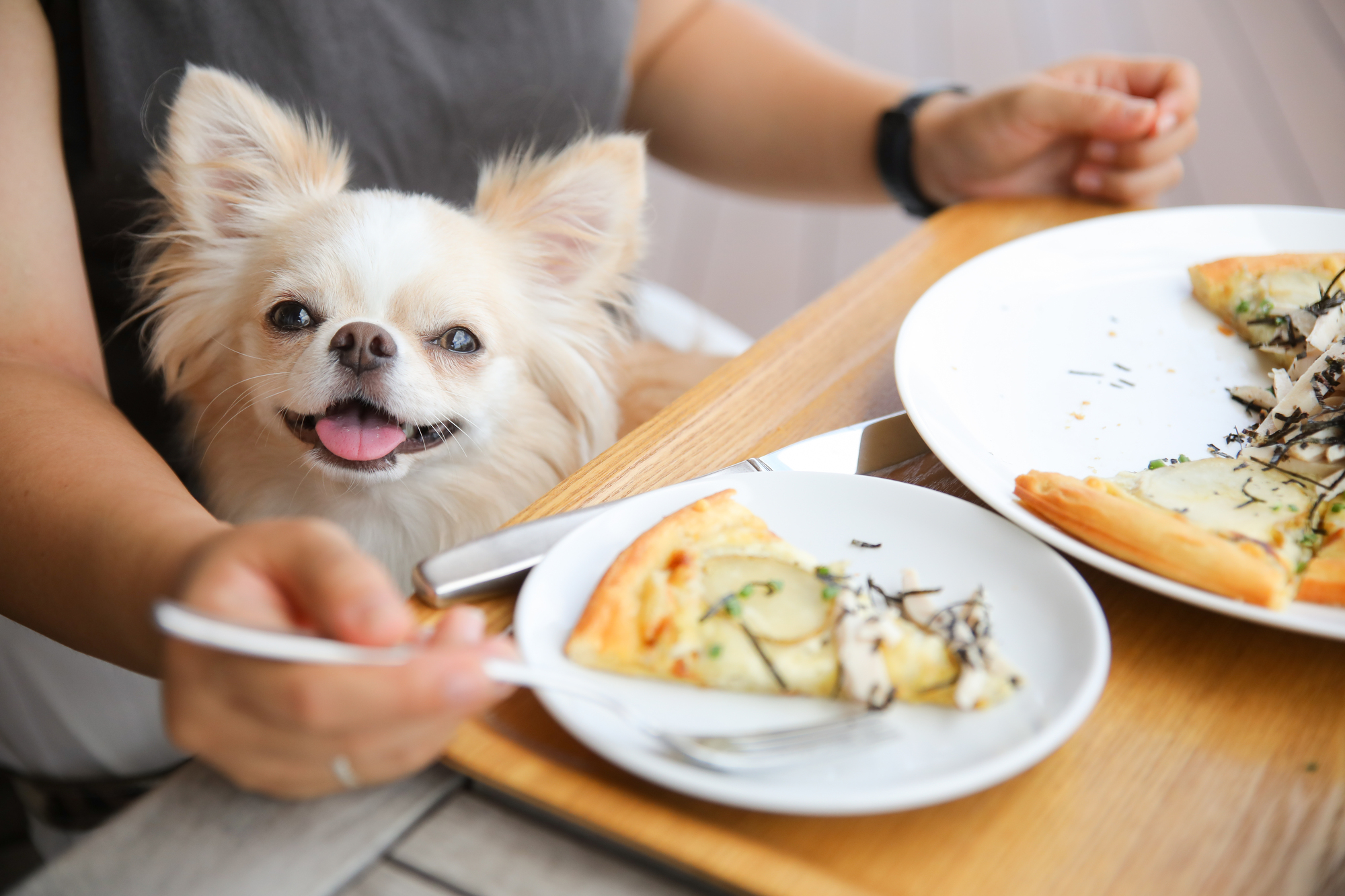 ペット可カフェ2026最新事情！店内Okの穴場と愛犬マナーの全貌