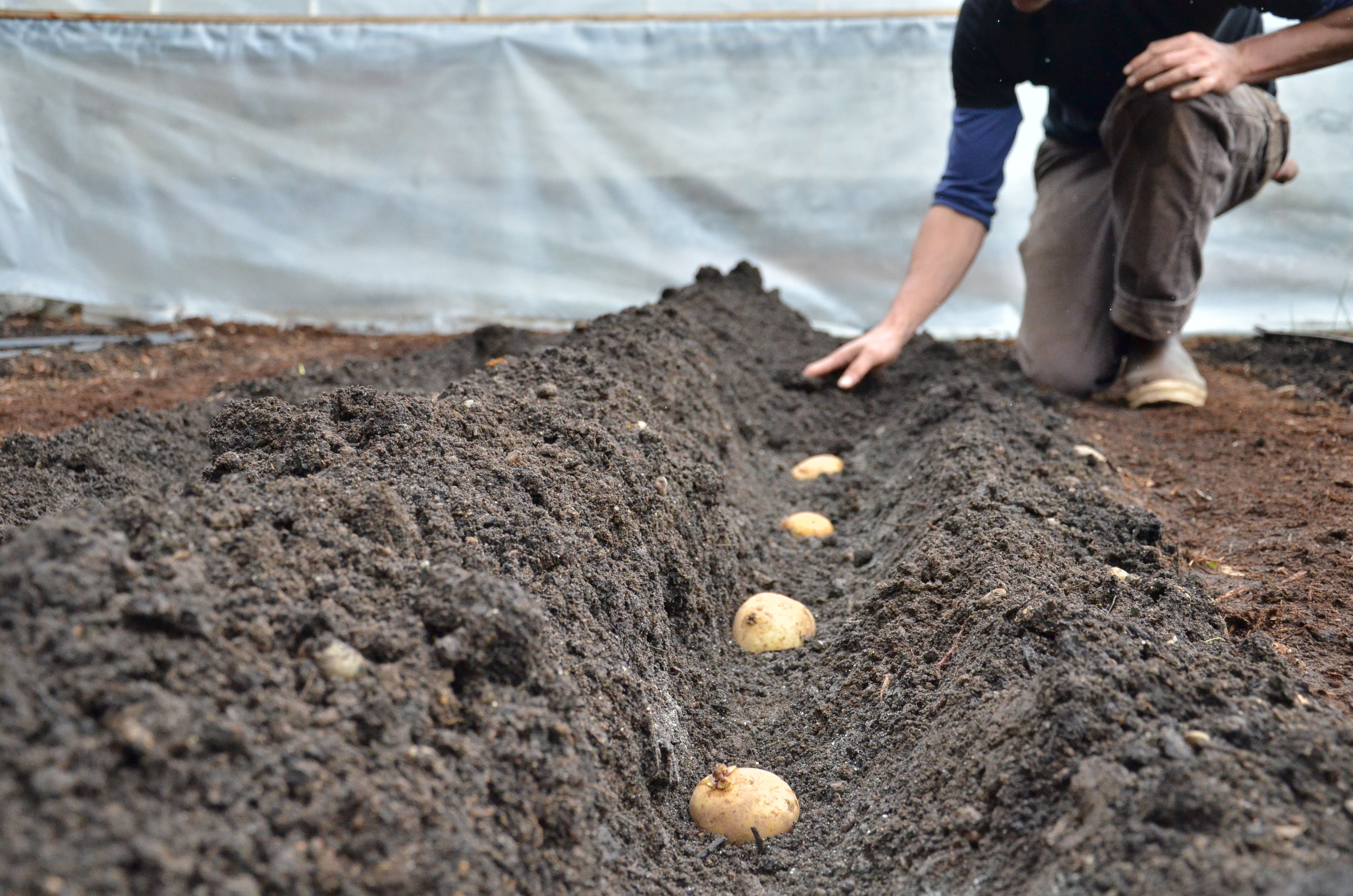 Planting Potatoes from a Potato