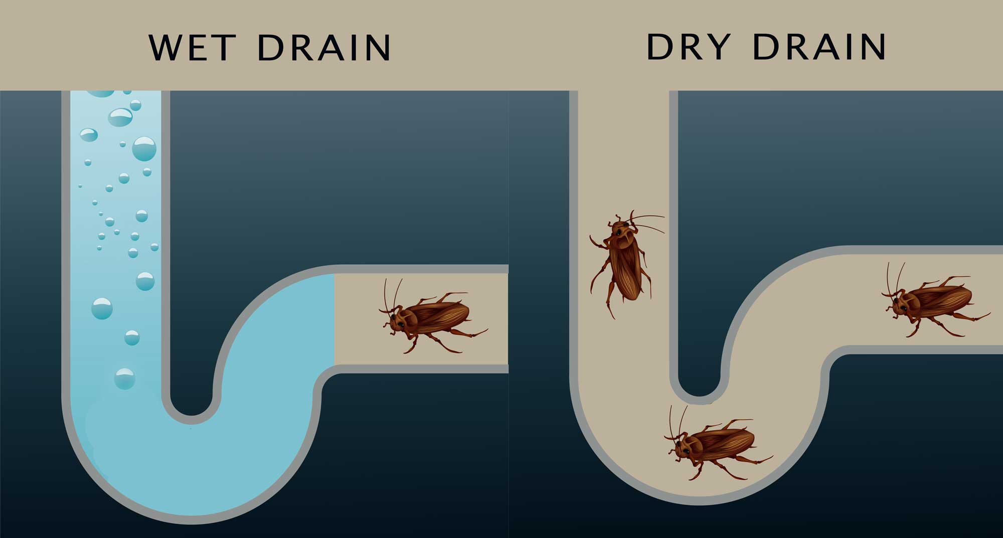 Can Cockroaches Come up Through Drains