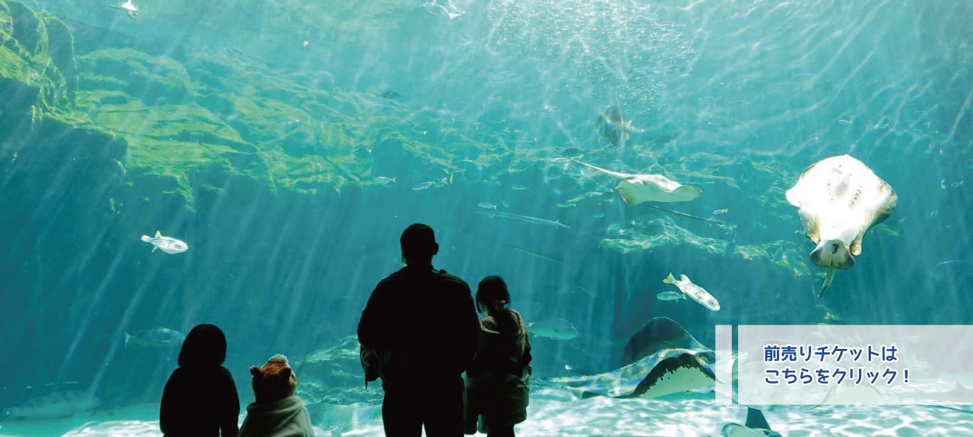 漆黒の海に浮かぶ生命の神秘——2026年、長崎・九十九島水族館「海きらら」が解き明かす未知なる海の生態系と究極の癒やし体験