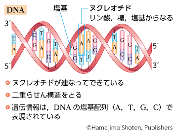 寿命すら書き換える時代に知っておきたい「Dna」と「遺伝子」の決定的な違いとは？