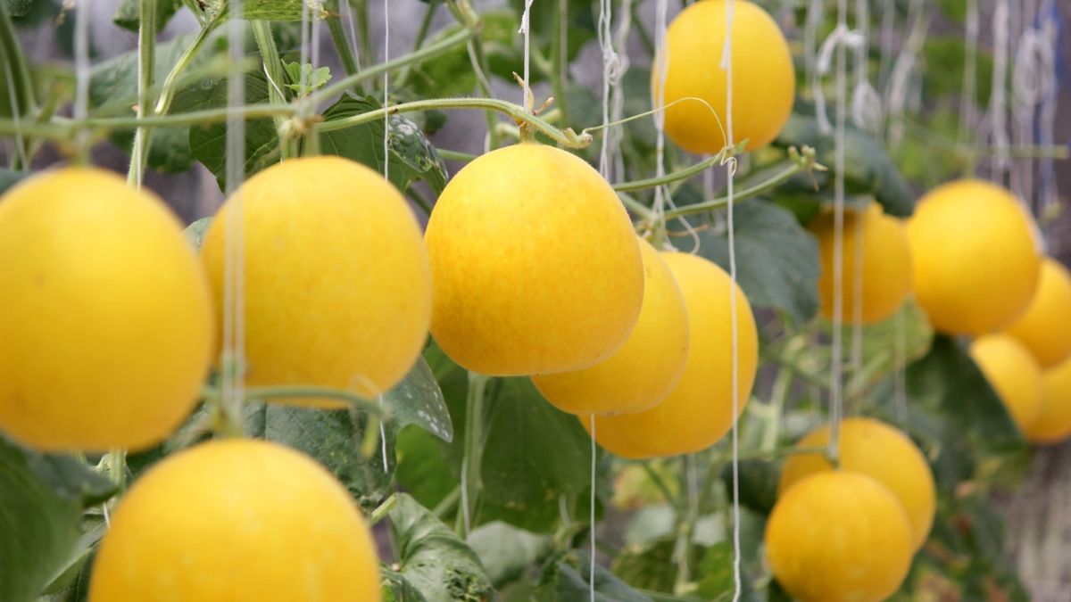 Ripe Honeydew on Vine