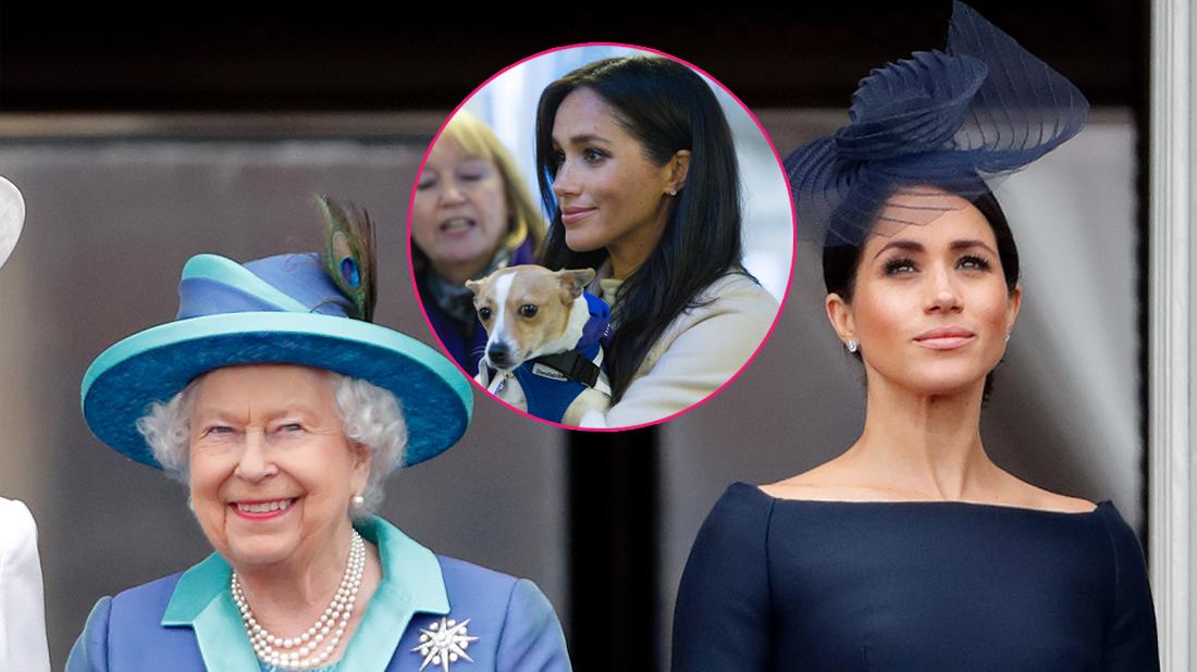 Meghan Markle Pets Move Britain: Why the Chickens Won’t Cross the Atlantic