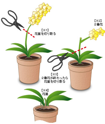【真相】 胡蝶 蘭 の 育て 方 ファン必見の最新情報 #693