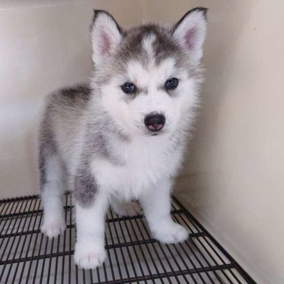 ハスキーミックス犬と暮らす真実！後悔を防ぐ飼育法と魅力の全貌