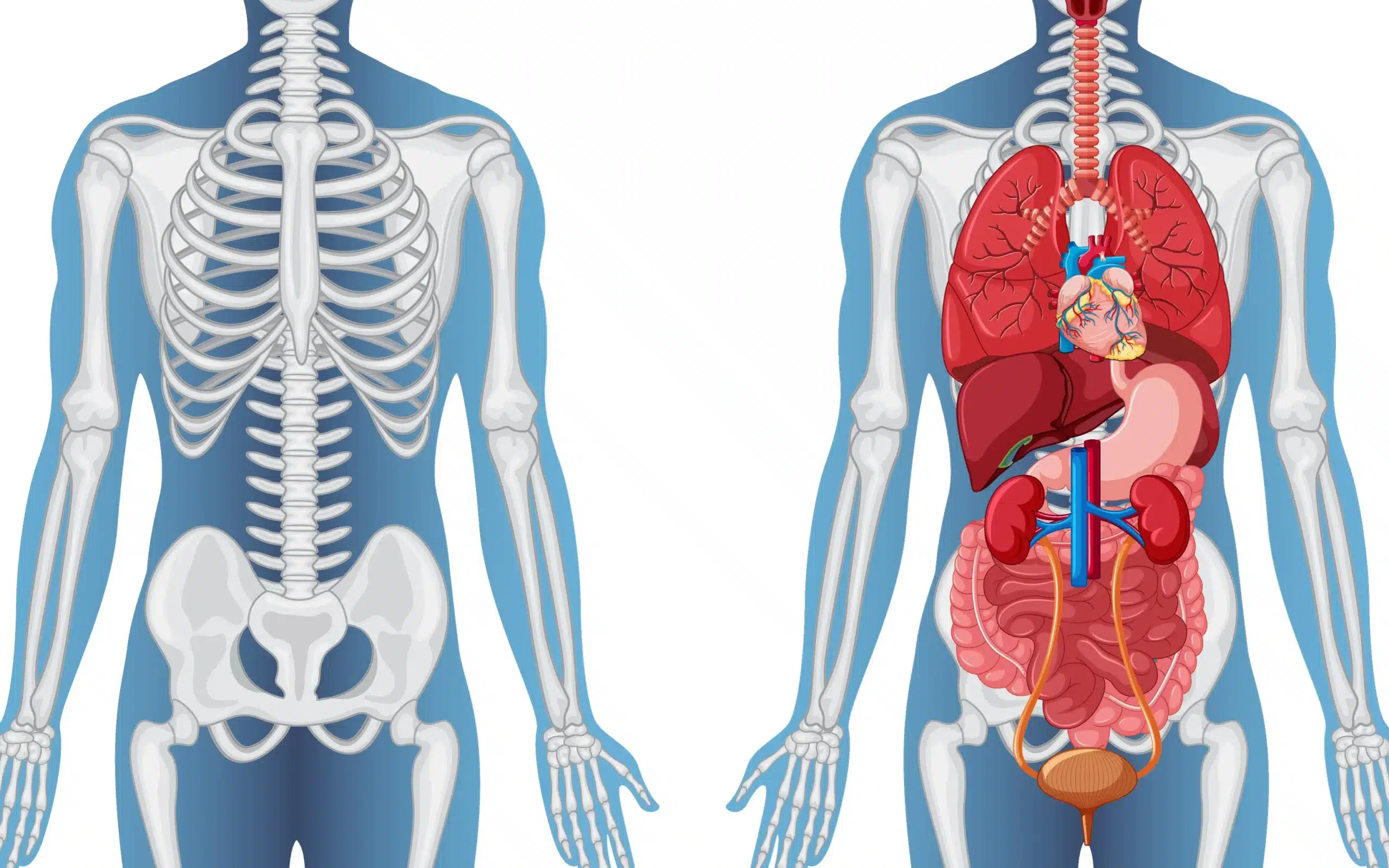 What Organs Are in the Right Side of Your Back