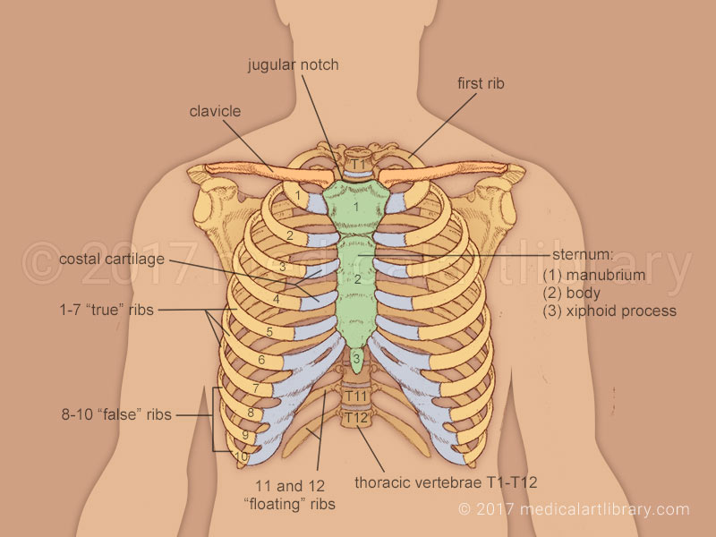 Ribs in Your Body