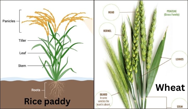 Rice Plant vs Wheat Plant