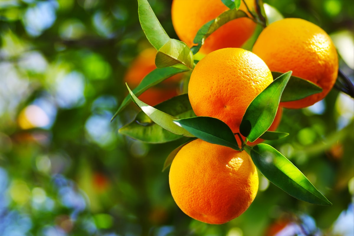 How to Ripen Oranges