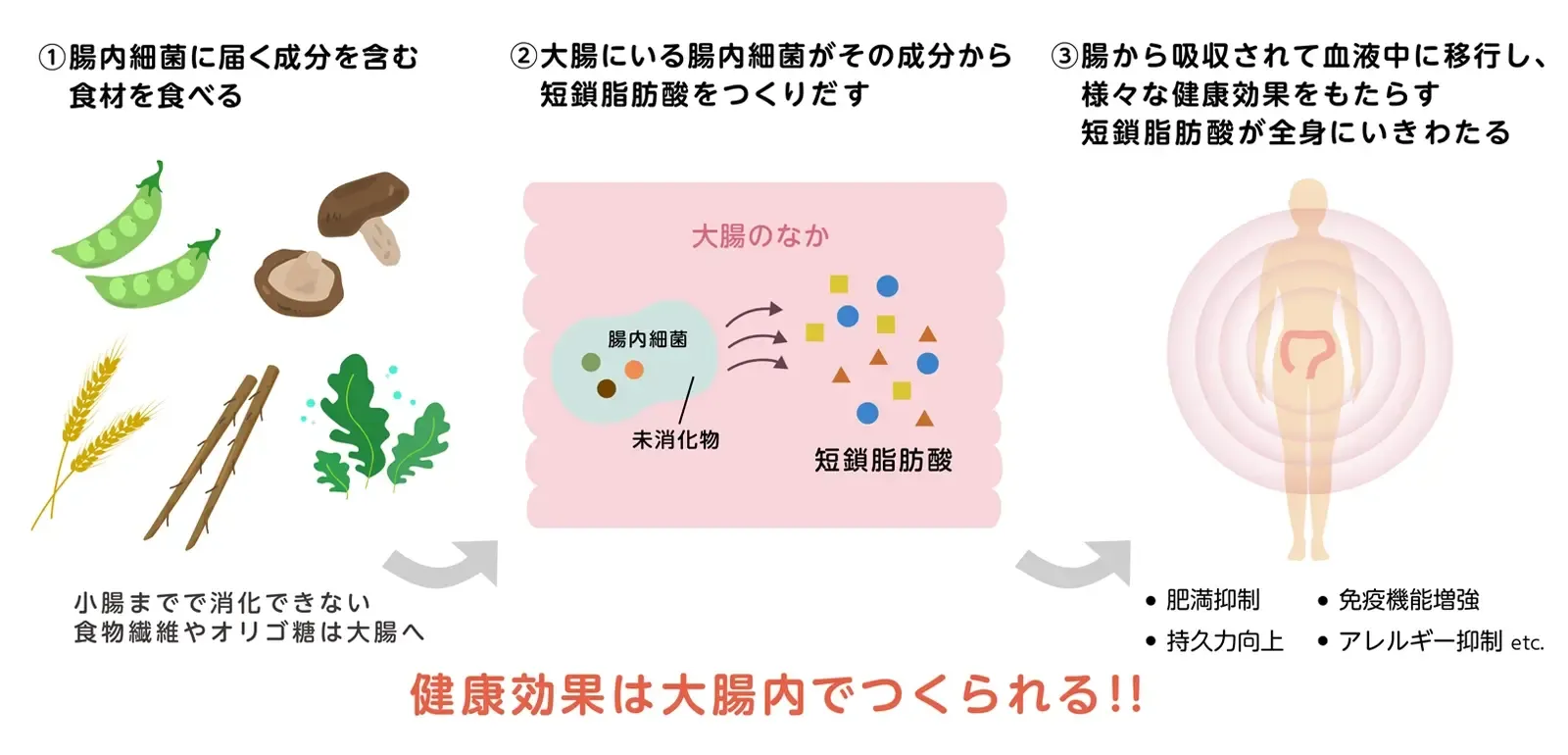 短鎖脂肪酸とは？腸活と痩せ体質を変える驚きの真相を徹底解説