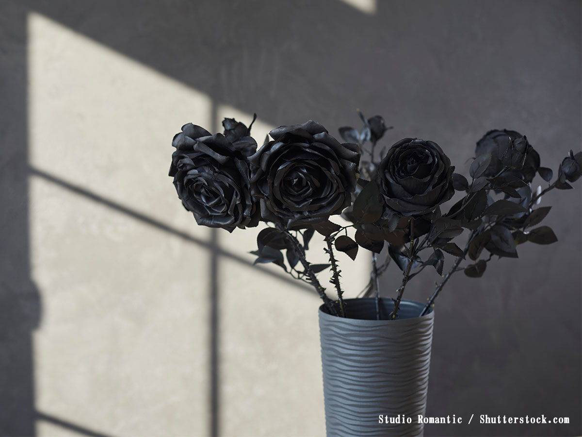 黒薔薇の花言葉が持つ光と闇｜「永遠の愛」と「死ぬまで憎む」の真相