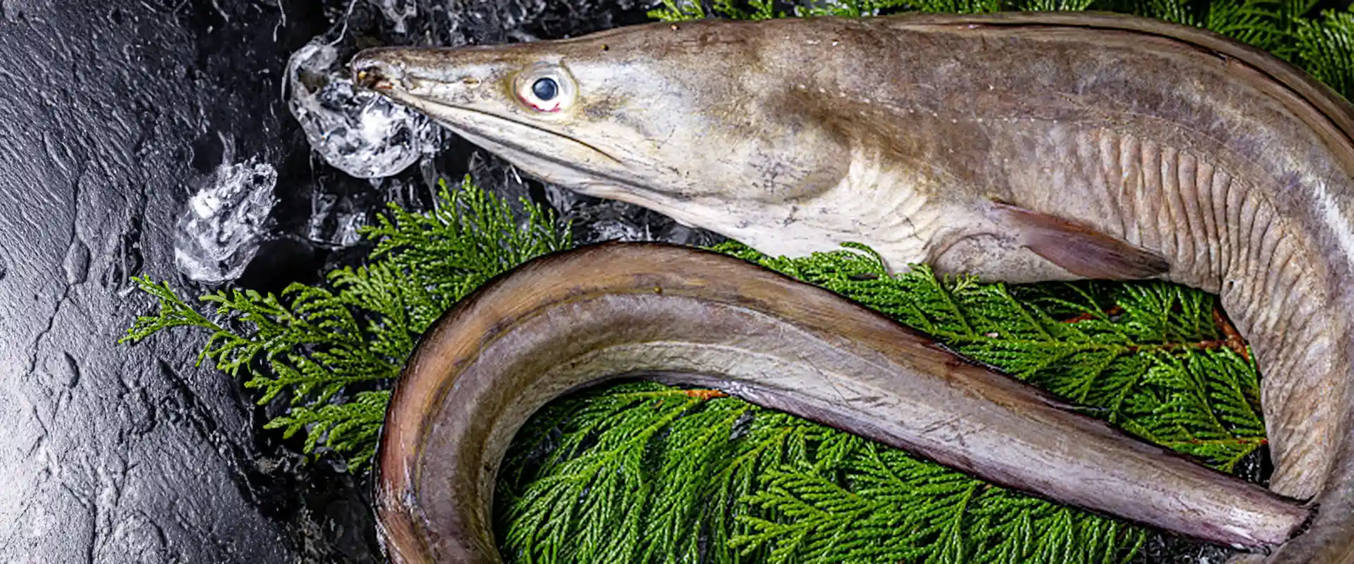 魚へんに豊は「はも」！京料理の高級魚に豊の字が使われる驚きの理由
