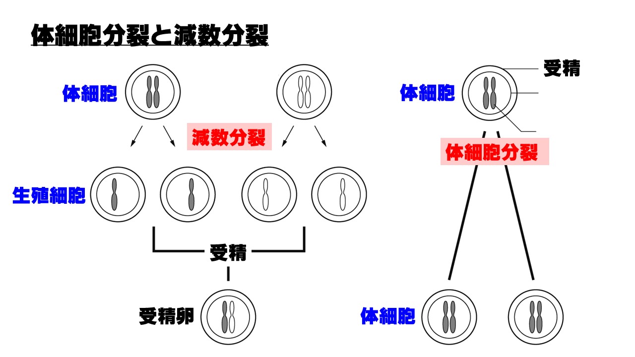減数分裂と体細胞分裂の違いを徹底解説！染色体数とDna量の見分け方
