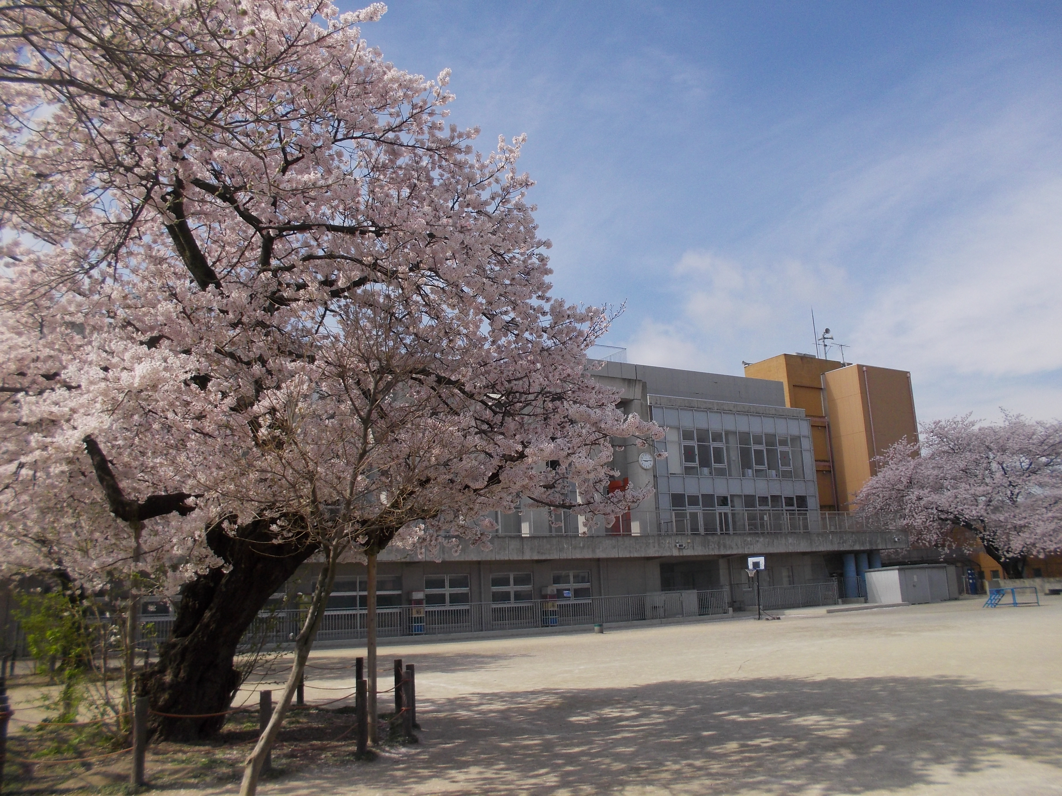 志木市立志木小学校の評判と学区の実態は？噂の真相や進学実績を追う