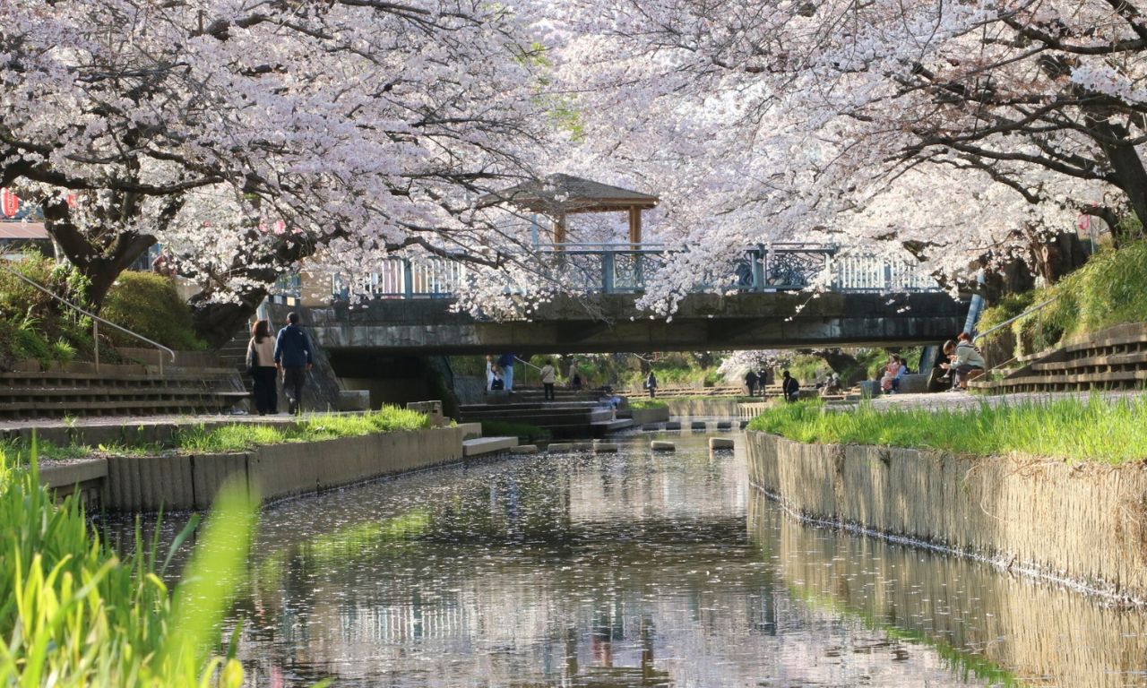 ソメイヨシノは全てクローン？一斉開花と寿命60年説の真相【2026】