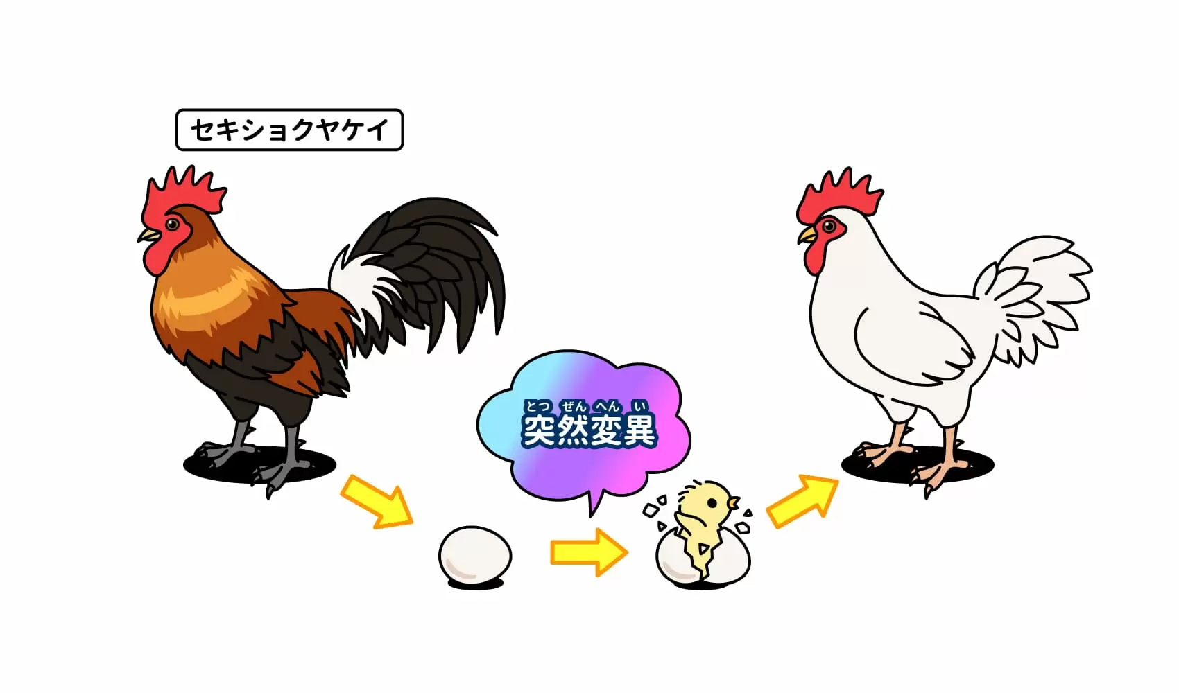 鶏が先か卵が先か？意味と科学が出した驚きの結論を徹底解説