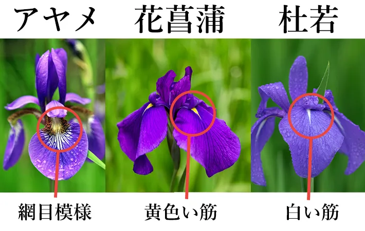 【Wiki風】 菖蒲 と あやめ の 違い インスタライブ最新動画 #831