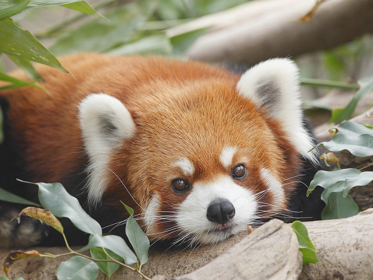 レッサーパンダはなぜ絶滅危惧種に？生息数激減の真相と最新保護現場