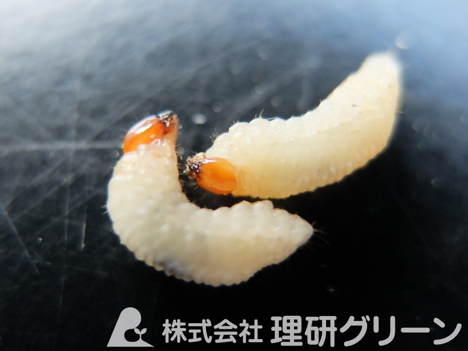 庭や鉢の植物が枯れる！ゾウムシ幼虫の見分け方と効果的な駆除・予防法
