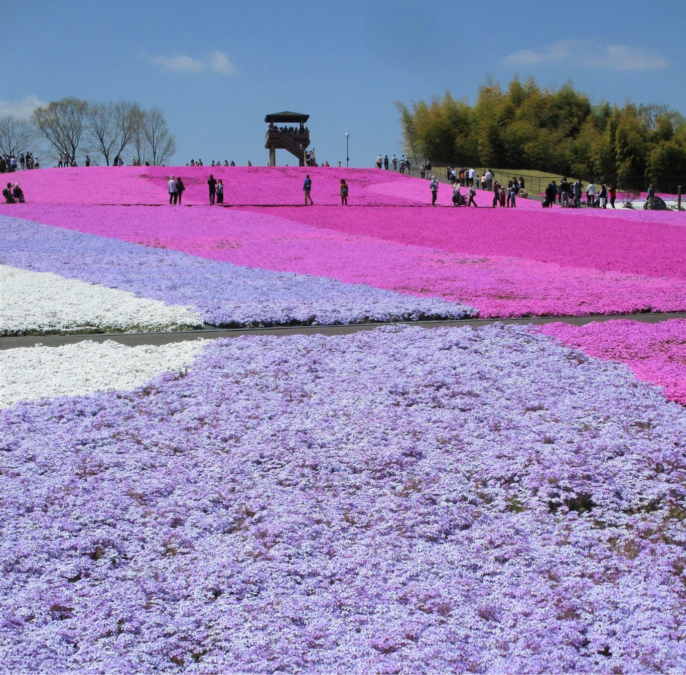 市貝町芝ざくら公園2026見頃と開花状況！混雑回避＆完全ガイド