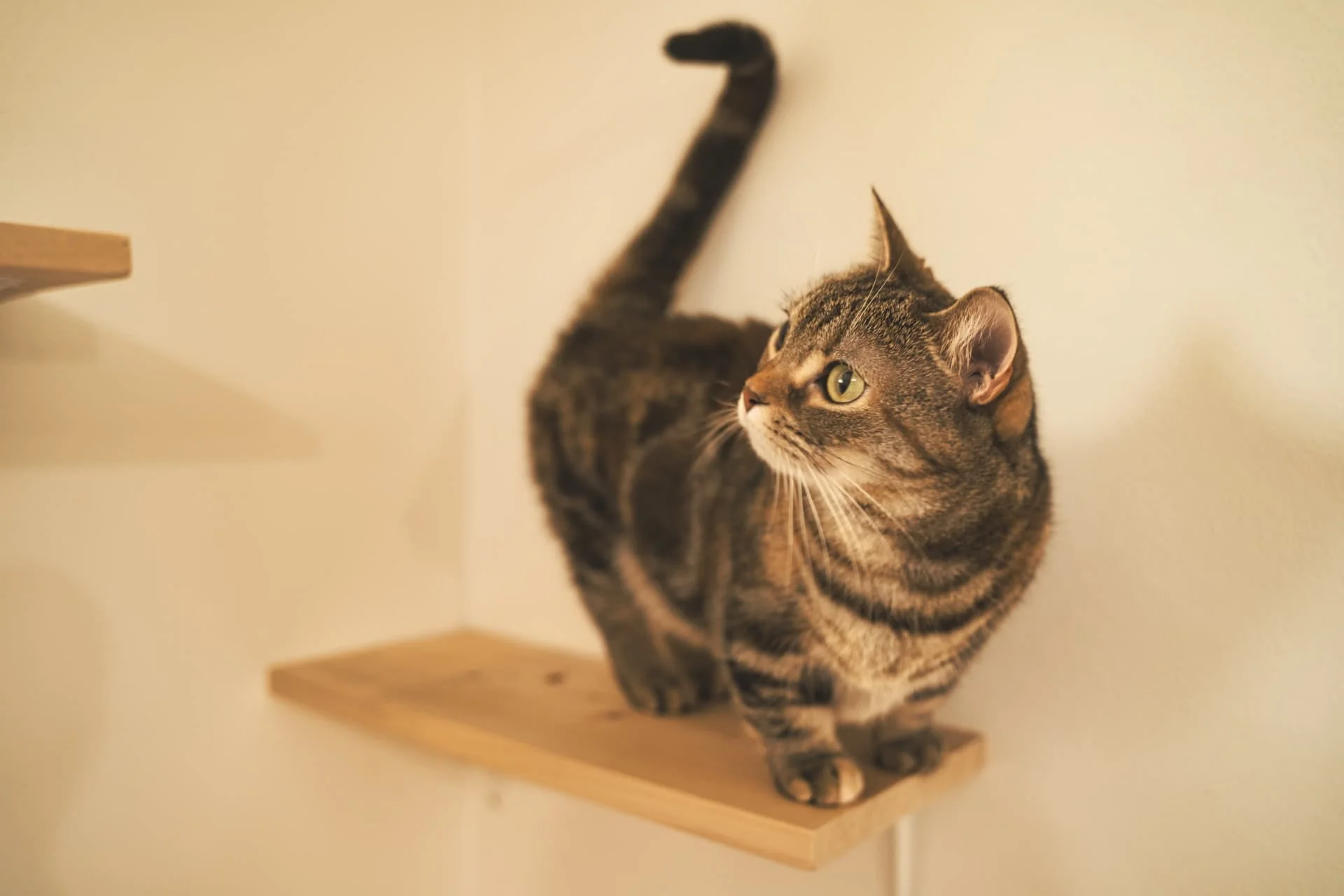 足が短い猫は短命って本当？人気品種一覧と知られざる健康リスクの真相
