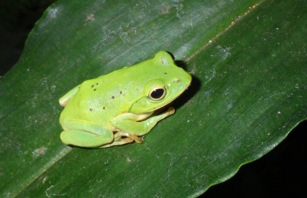背中で卵を孵化させるカエルの怪奇生態！皮膚で子を育てる進化の神秘