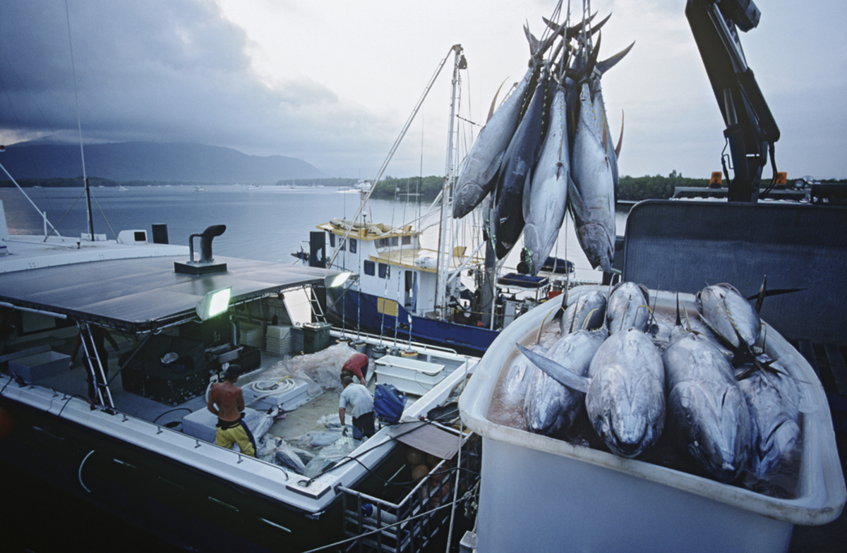 マグロ漁船の真実！借金伝説の嘘とリアルな年収・現場の全貌