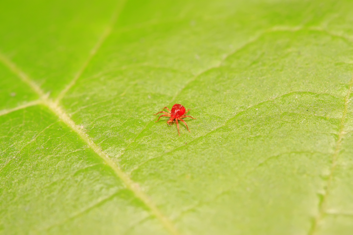 ベランダの「赤い小さい虫」の正体は？絶対潰してはいけない理由と駆除法