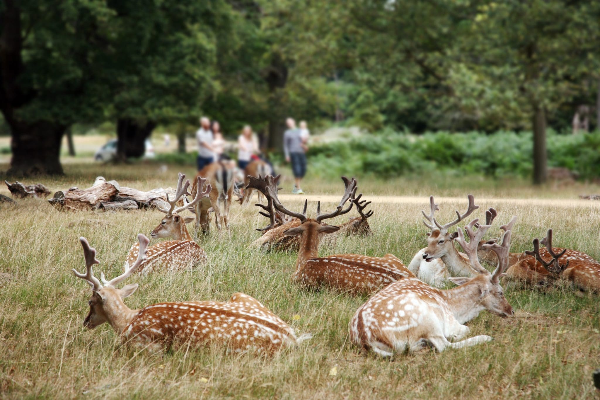 How Many Deers in Richmond Park