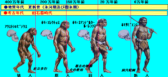 教科書の「直線的な図」は間違いだった——2026年、古代ゲノムとAiが塗り替えた人類の歴史