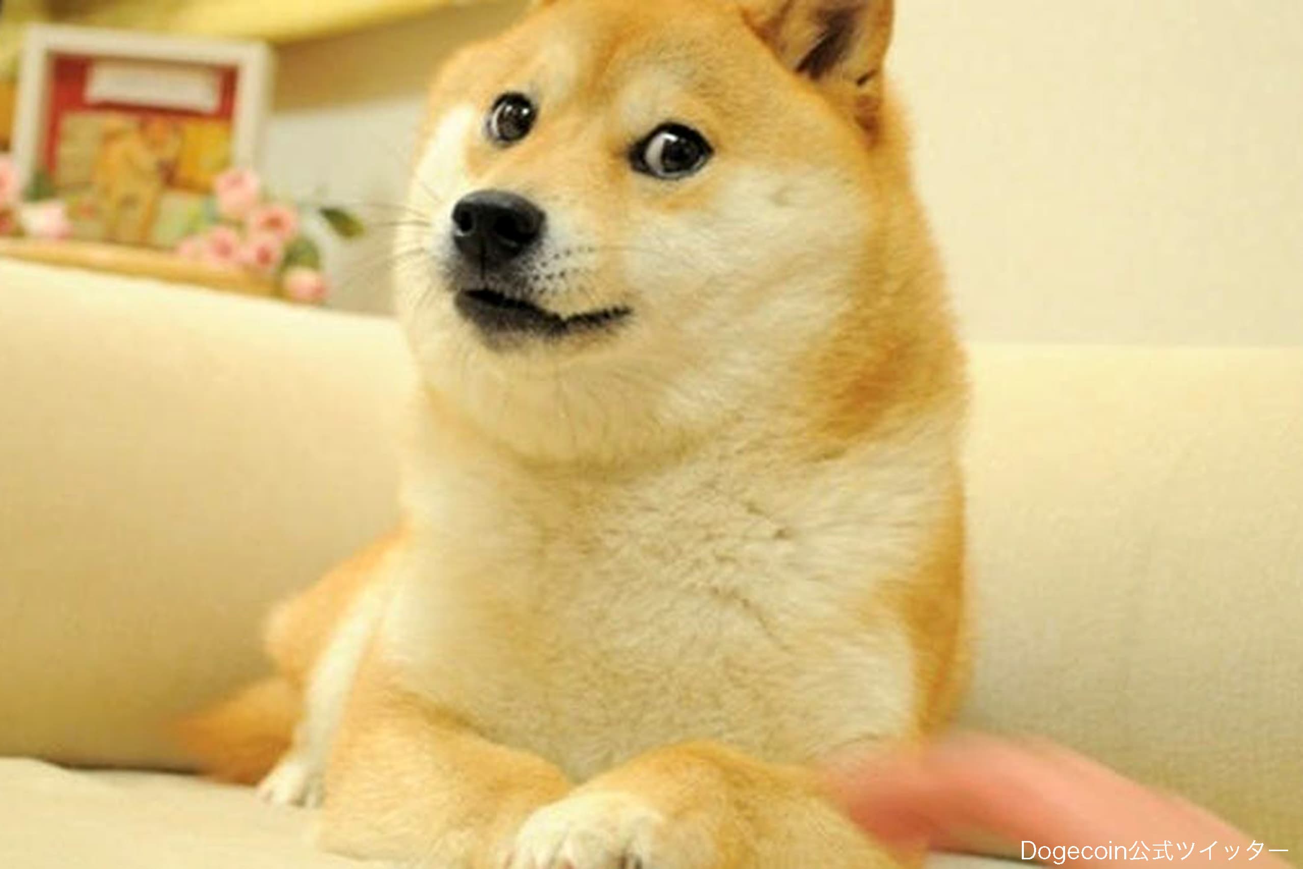 青い鳥が柴犬に激変した真相！マスク氏の狙いとドージコインの今