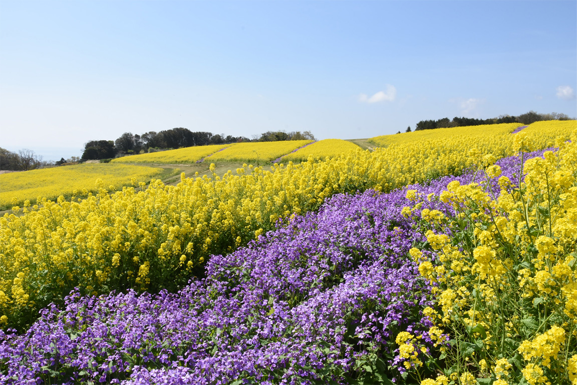 あわじ花さじき最新解説！見頃・開花状況から駐車場や犬連れまで完全網羅