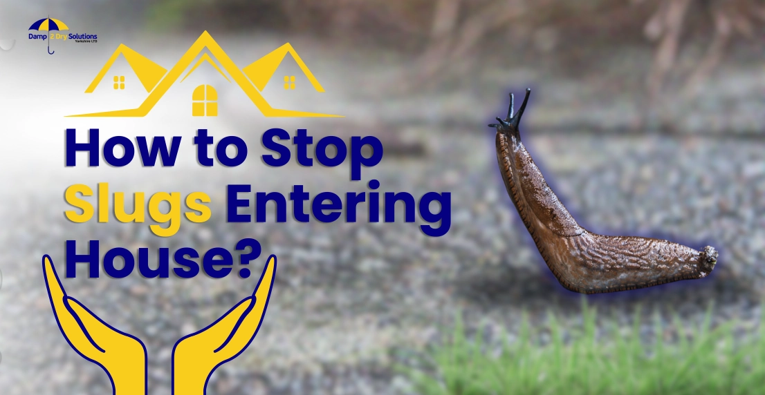 Get Rid of Slugs in House