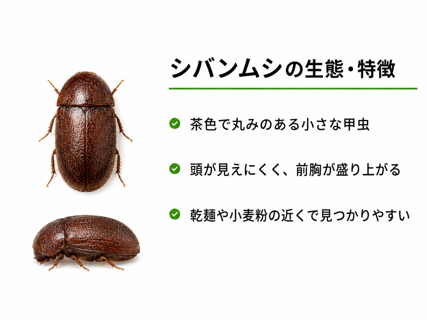 家にいる小さい虫の正体は？2026年最新の発生原因と危険な放置リスク