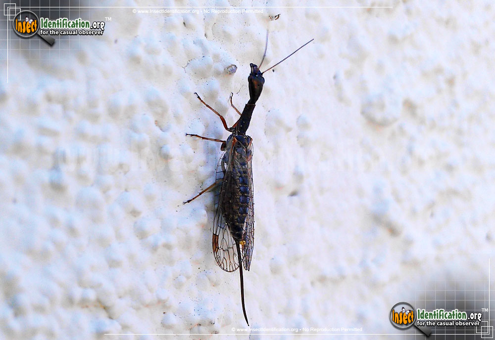 Long Skinny Black Flying Bug in House