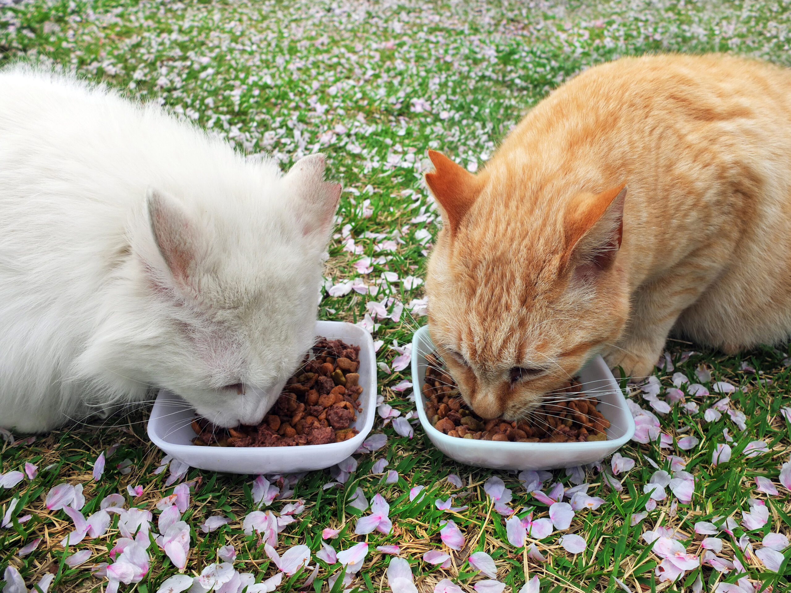 野良猫の餌やりは違法？条例の罰則や裁判例から紐解く正しい関わり方