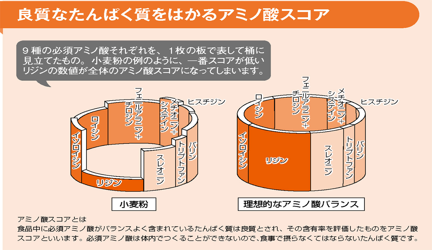 アミノ酸スコアとは？スコア100の落とし穴と食品比較【2026年最新】