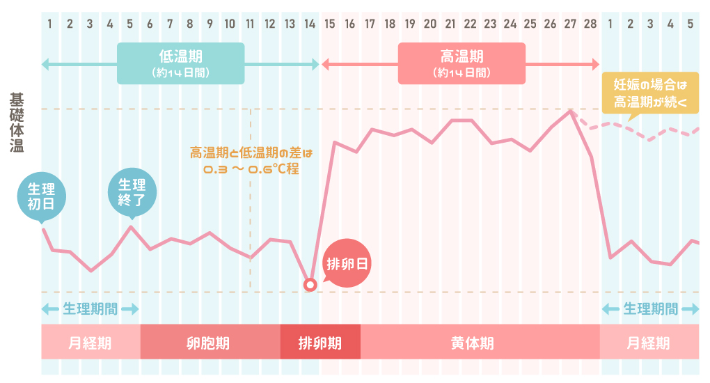 生理前の胸の張りはいつから？妊娠超初期との違いやピーク時期を解説