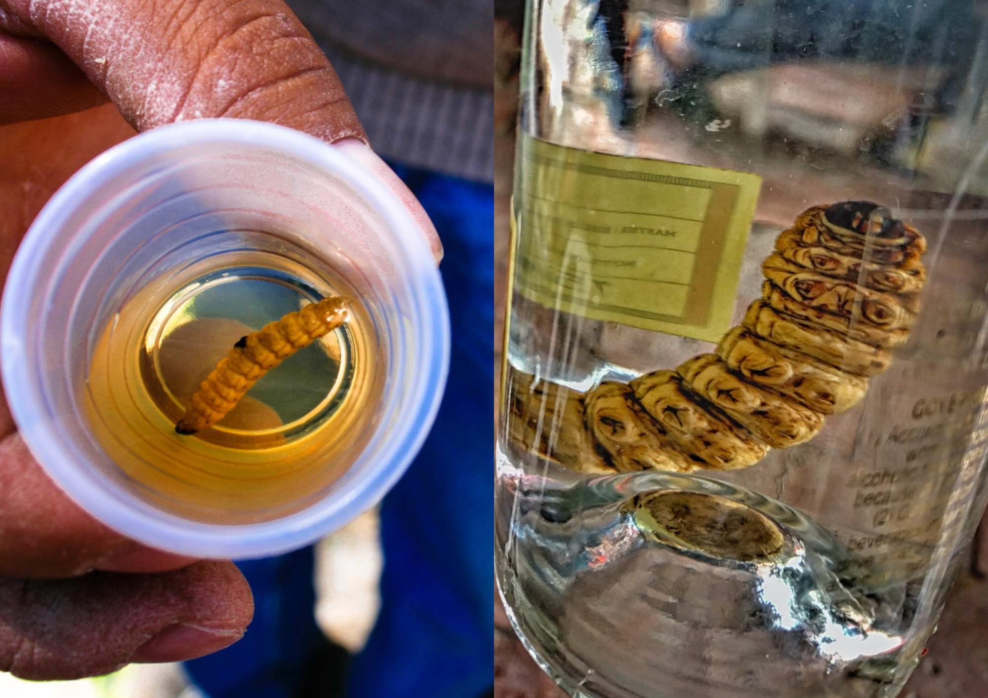 Why Is There a Worm in a Tequila Bottle