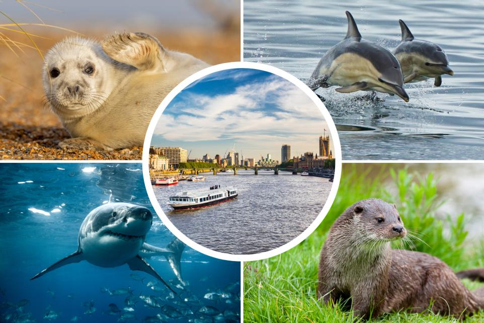 What Animals Live in the Thames