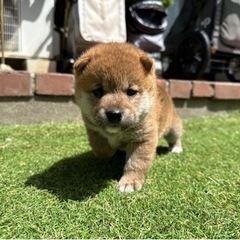 【衝撃】 豆 柴 子犬 差し上げ ます 歴代彼氏・彼女まとめ #755