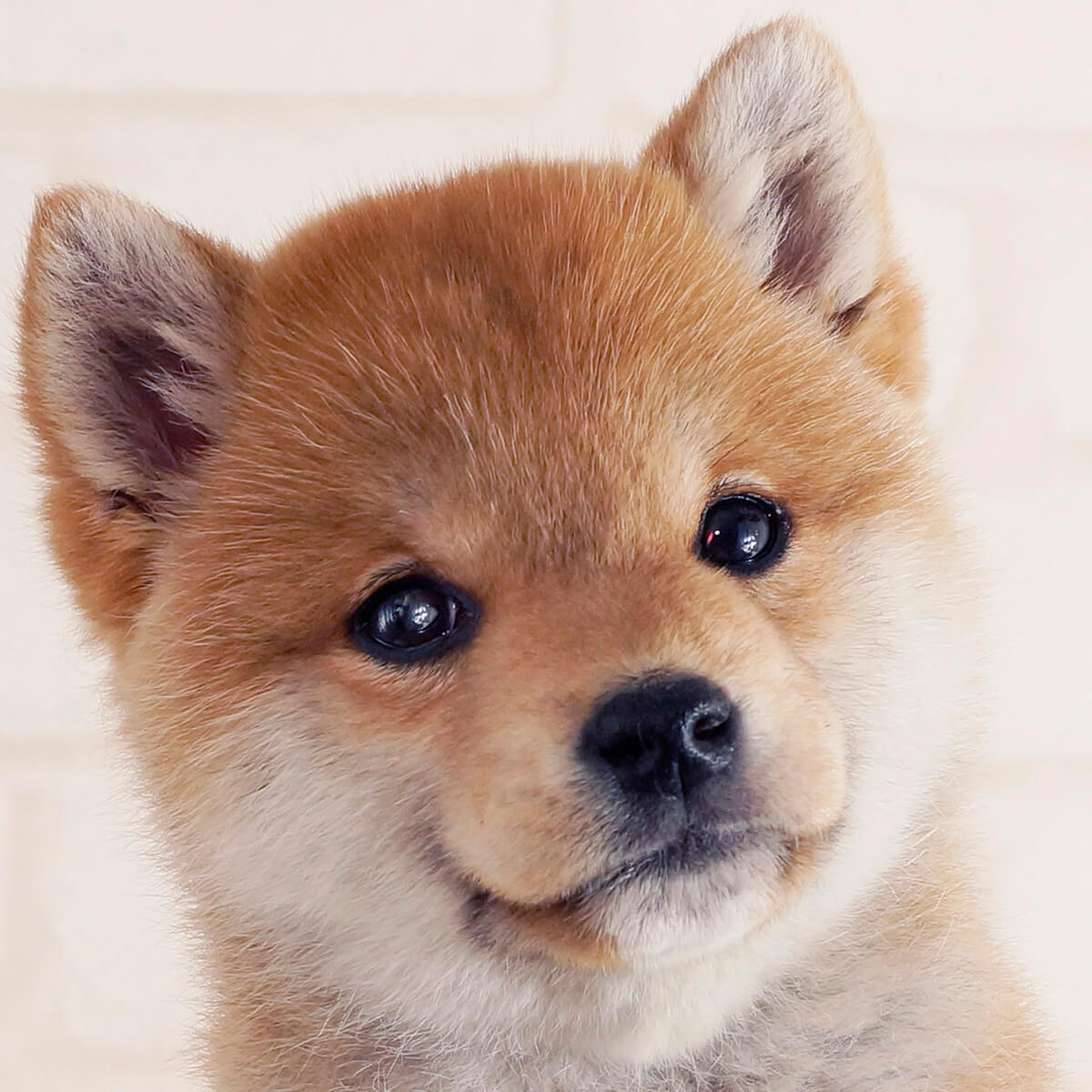 豆柴は飼いにくい？飼って後悔する理由と柴犬との違い・特徴を徹底解説