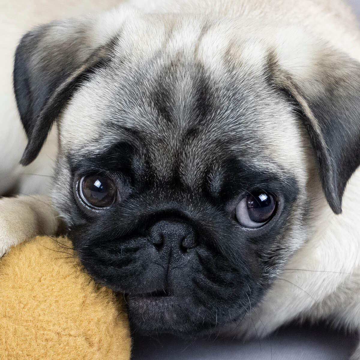 パグ子犬の無料譲渡は本当か？甘い話の裏にあるトラブルと後悔の真相